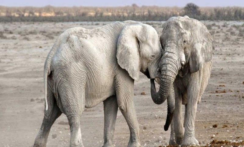Dos elefantes fueron atormentados por los habitantes de Bangladesh