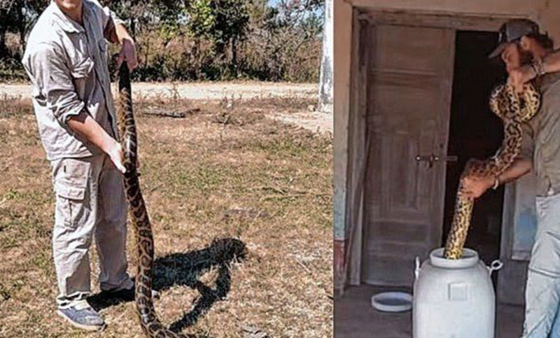 Chaco: refaccionaban una casa heredada y hallaron dos anacondas escondidas