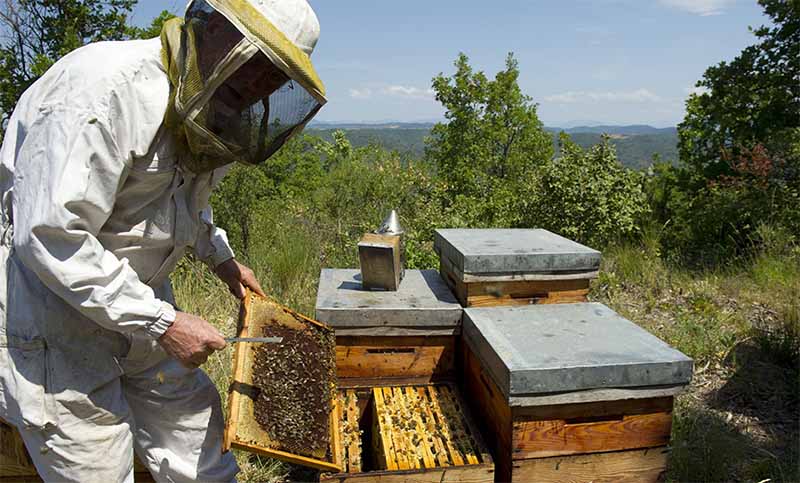 Capacitación virtual para apicultores del sur de Santa Fe