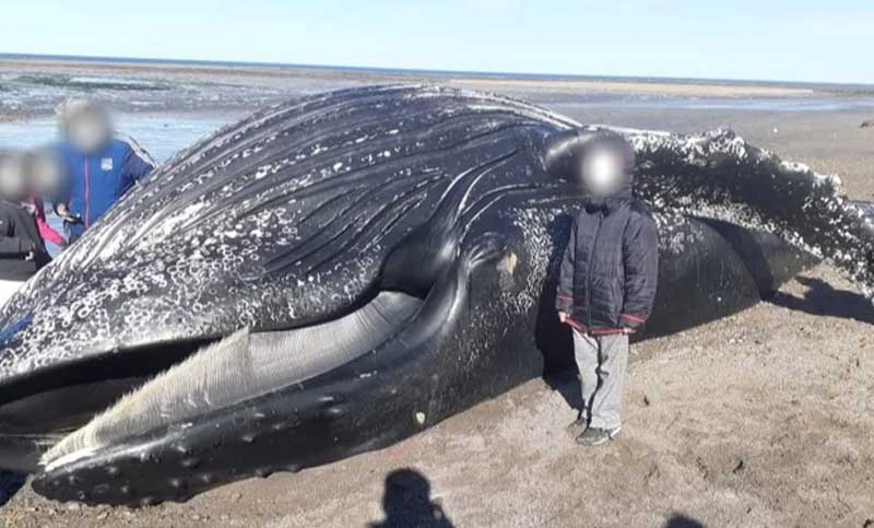 Una «ballena jorobada» apareció muerta cerca de Comodoro Rivadavia