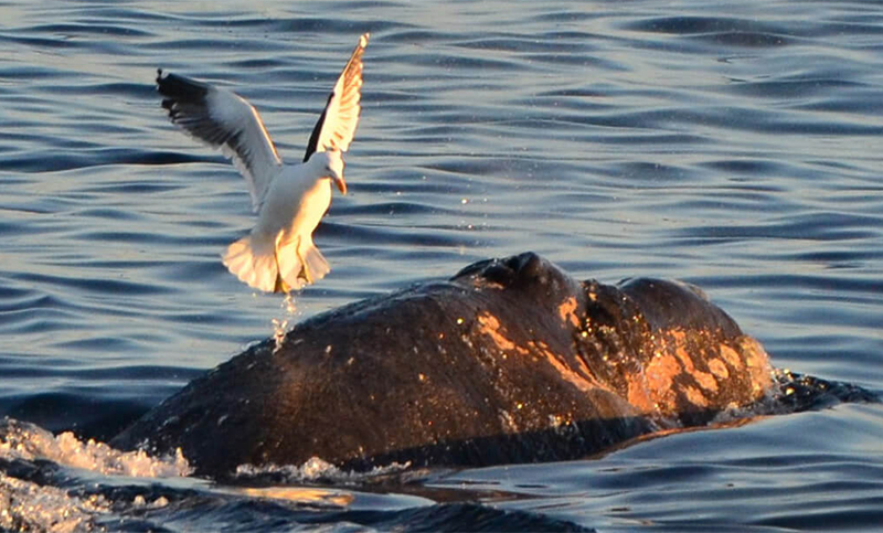 Un estudio internacional asegura que el acoso de gaviotas a ballenas provoca «micropredación»