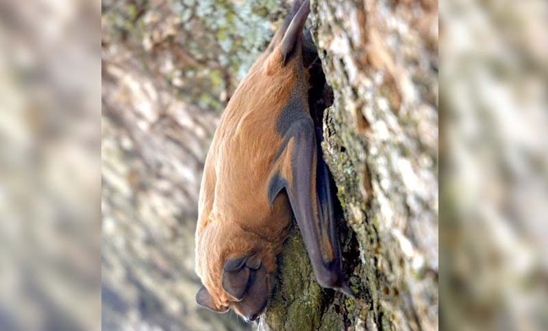 Descubren una nueva especie de murciélago en Santa Fe