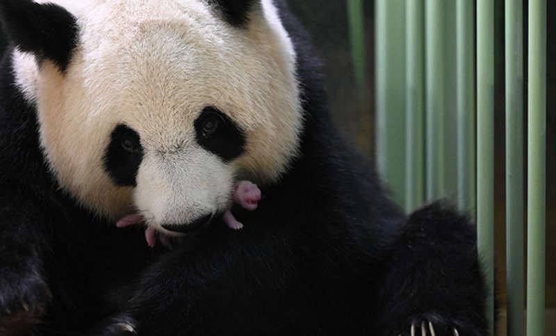 Panda gigante da a luz a gemelos en zoológico de Francia