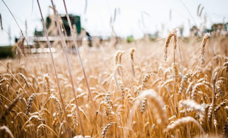 El cultivo de trigo y maíz podría verse afectado por la pronunciada sequía