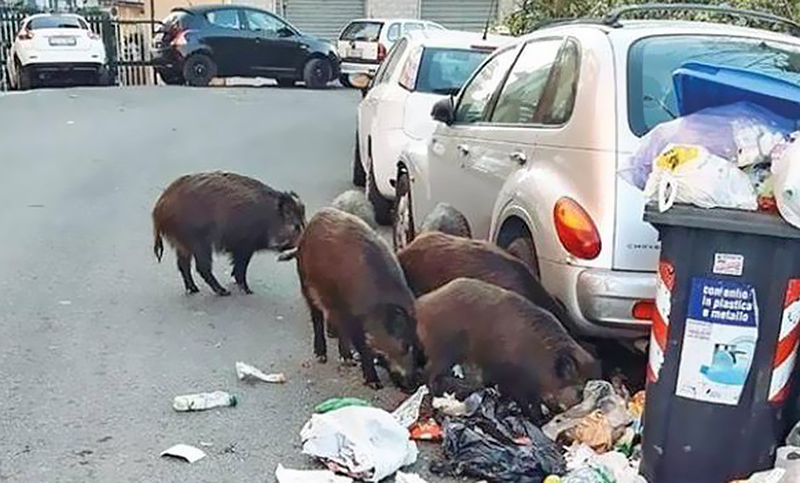 Una invasión de jabalíes divide a la política en plena campaña por el Gobierno de Roma