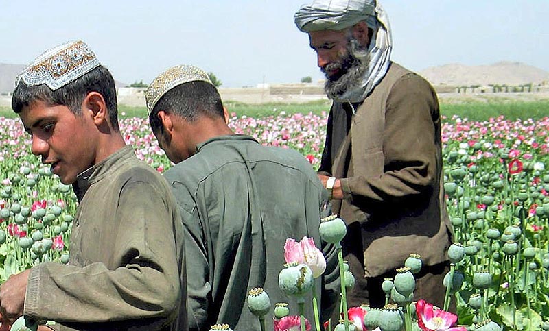 El precio del opio se triplica en Afganistán, el mayor productor del mundo, tras la victoria talibán