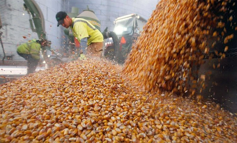Los recibidores de granos denuncian irregularidades en la comercialización de granos