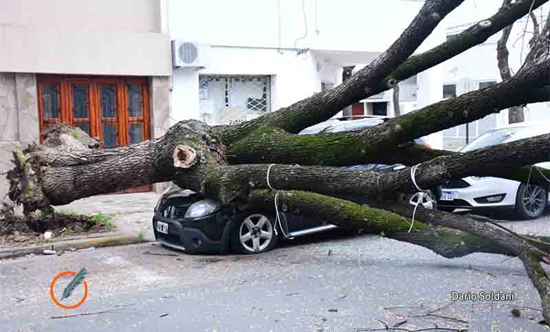 El viento dejó árboles, columnas y carteles caídos en distintos puntos de la ciudad