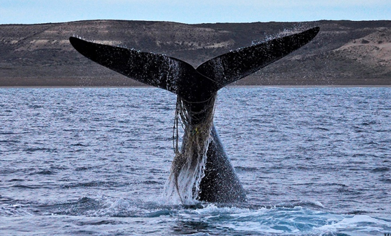 Contabilizan al menos 1.134 ballenas en los alrededores de Península de Valdés