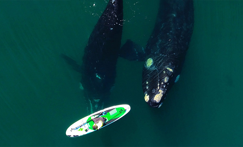 Dos ballenas curiosas en Puerto Madryn: la historia detrás de las increíbles fotos