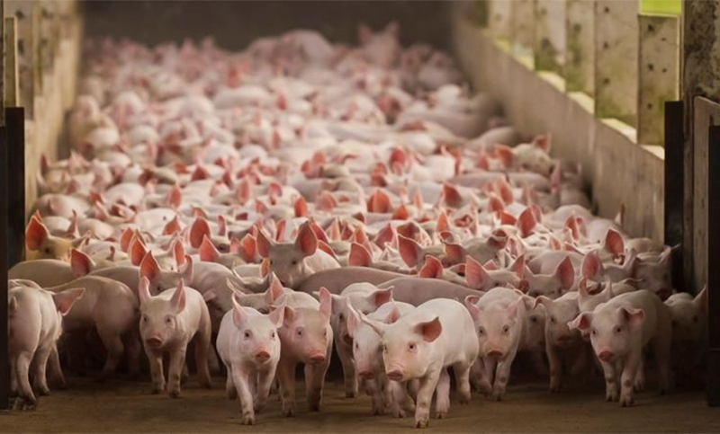 Producción porcina: los monopolios profundizan el camino hacia el ocaso