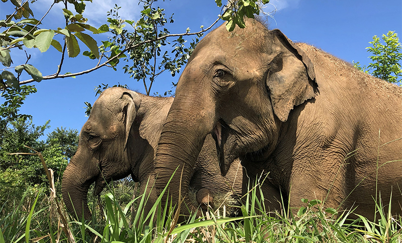 Últimos detalles para el traslado de dos elefantes del Ecoparque mendocino a un santuario brasileño