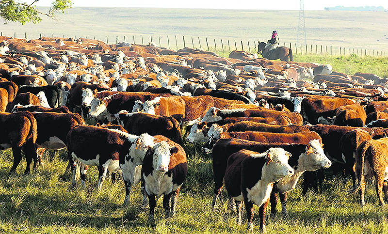Aseguran que la ganadería «no es parte del problema» ambiental sino «parte de la solución»