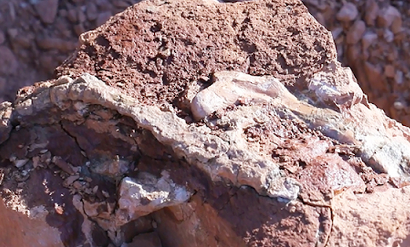 Hallan raro fósil de cría de dinosaurio en el norte de China