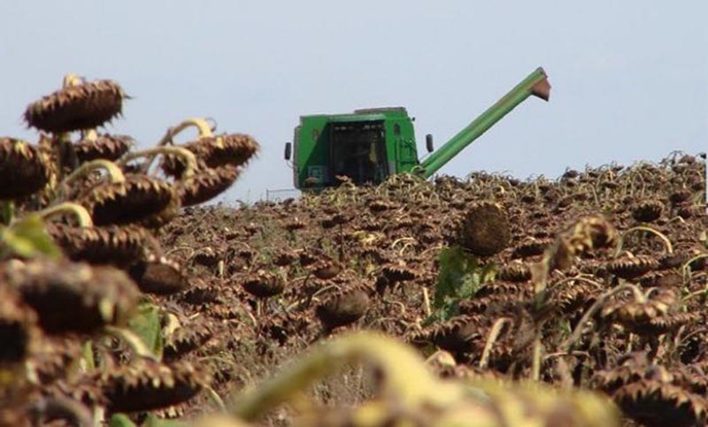 Santa Fe: siembras de girasol y maíz fueron menores a lo esperado por la sequía