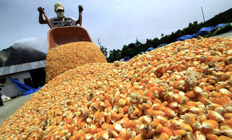 Exportación de maíz: cuestionado por el agro, el Gobierno aseguró que “no hay cepo”
