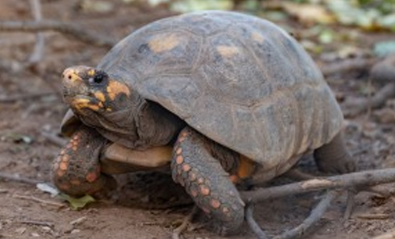 Unas 40 tortugas yabotí fueron reinsertadas en el Parque Nacional El Impenetrable