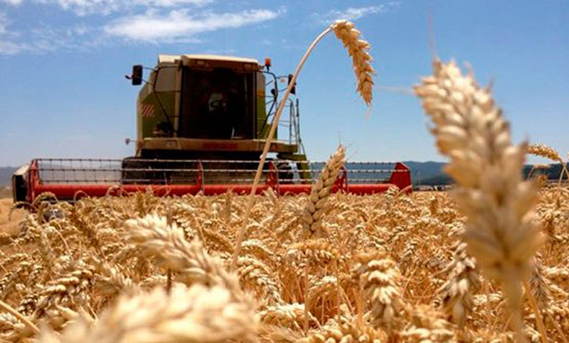 Gracias a las recientes lluvias, se elevó estimación de producción de trigo
