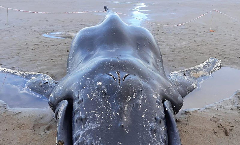Una ballena yubarta murió varada en el sur de Chubut y piden distancia a la población
