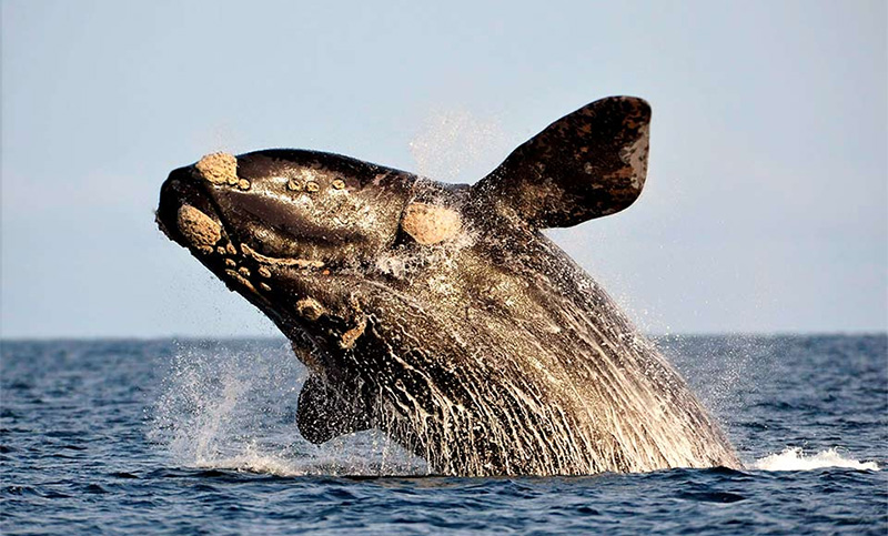 Afirman que el calentamiento del océano afecta la supervivencia de la ballena franca austral