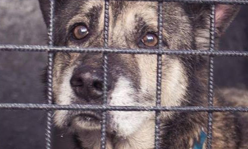 Realizarán dos marchas para reclamar por malas condiciones de los perros en el IMUSA