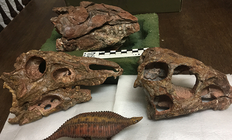 Reconstruyen cráneo de un ancestro de los cocodrilos y afirman que era carnívoro