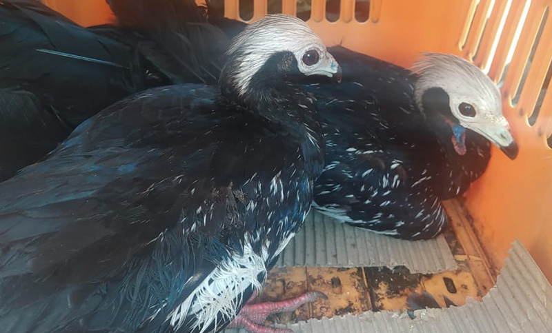 Fisherton: rescataron a dos aves en grave peligro de extinción