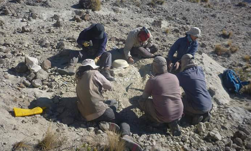 Un rionegrino encontró fósiles de un predador que vivió hace 15 millones de años