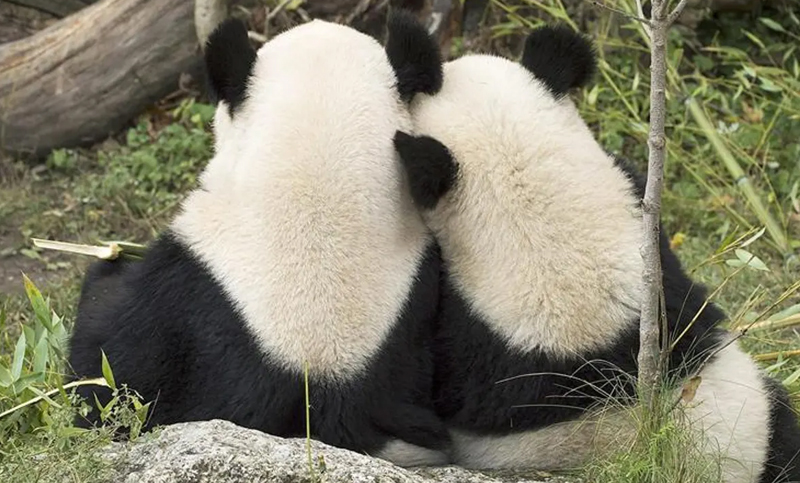 Descubren dos fósiles de panda gigante en China