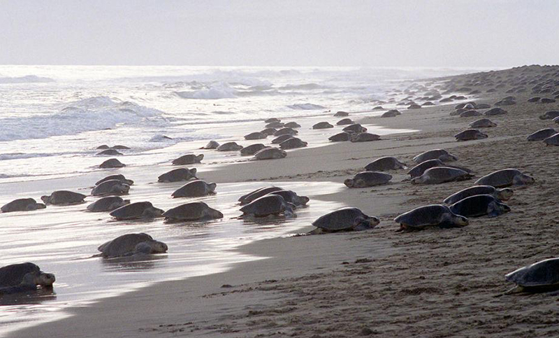 Nicaragua: miles de tortugas marinas pusieron huevos en las costas
