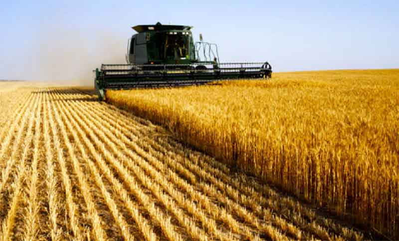 La Bolsa de Comercio elevó las estimaciones de la cosecha de trigo