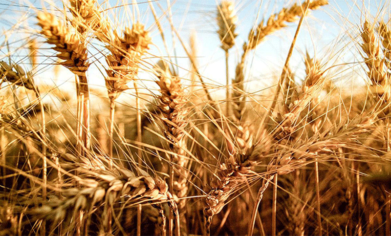 La campaña 2021 de trigo concluyó con «excelentes rendimientos y buenos precios»