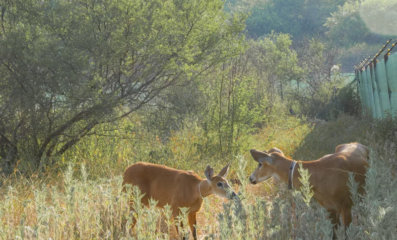 Brisa y Alfonso, los ciervos que llegaron al Impenetrable a un siglo de su desaparición en la zona