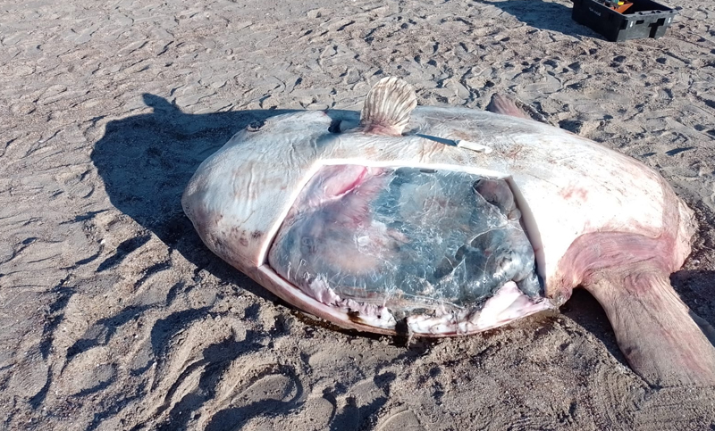Apareció muerto el «pez luna» rescatado en la ría de San Antonio Oeste