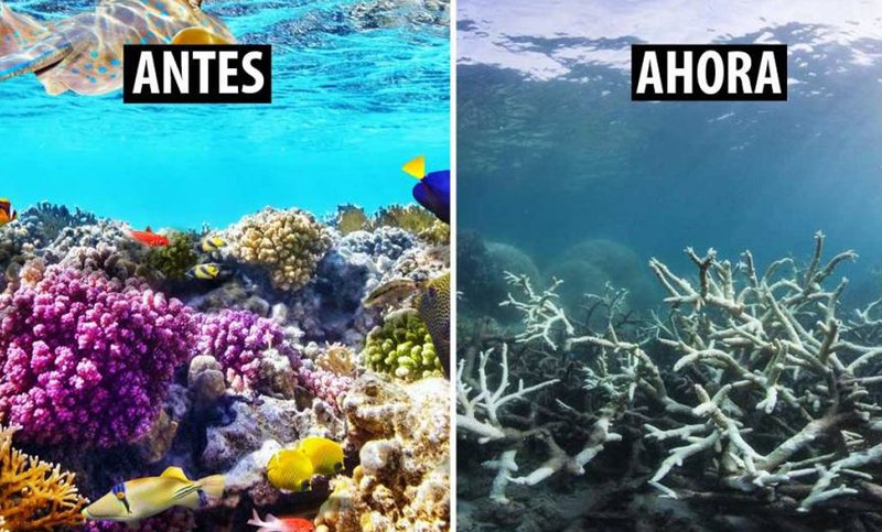 Los arrecifes de coral están condenados a desaparecer