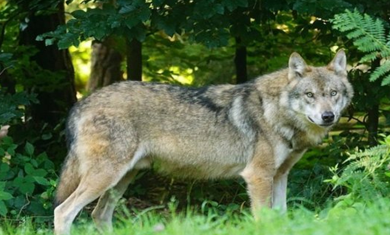 Tras la invasión de jabalíes de 2021, aumenta la presencia de lobos en Roma