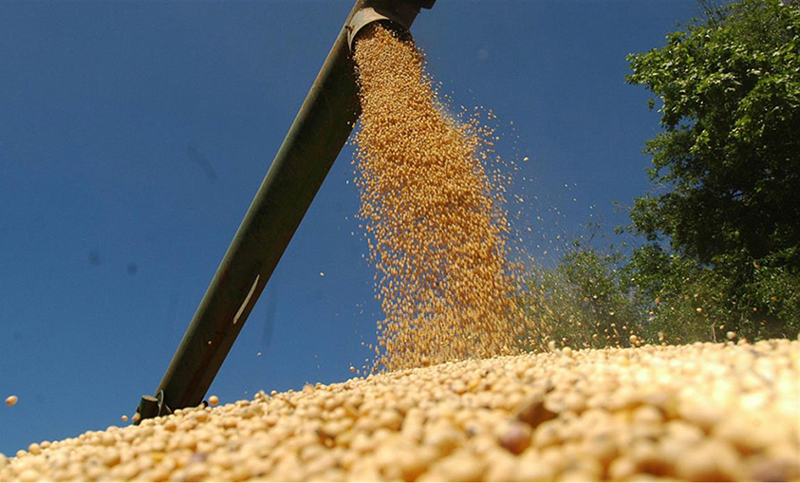 Por la sequía, advierten una merma del 30% de la producción de soja en el sur provincial