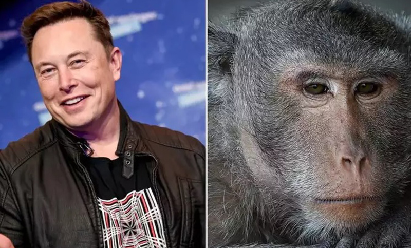 Una empresa de Elon Musk admitió haber matado ocho animales en sus experimentos