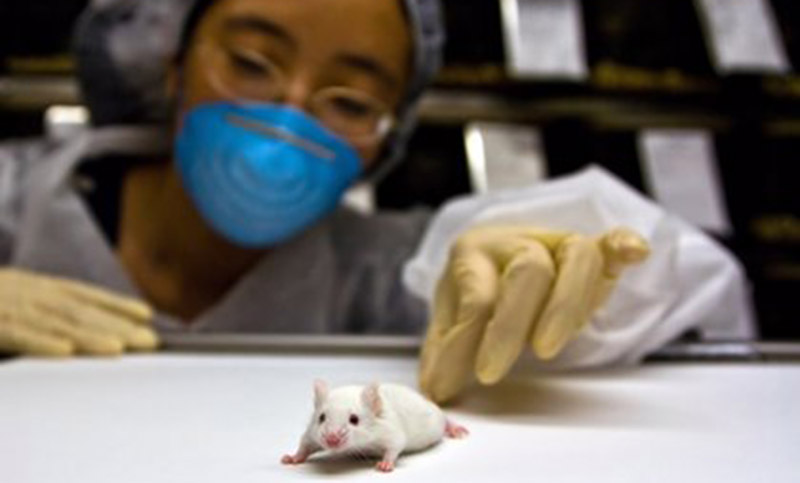 Científicos israelíes implantaron médula espinal humana a ratones paralizados y les devolvió la movilidad