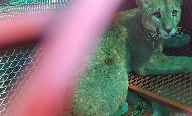 Rescataron un puma que se encontraba en el galpón de una finca en Casilda