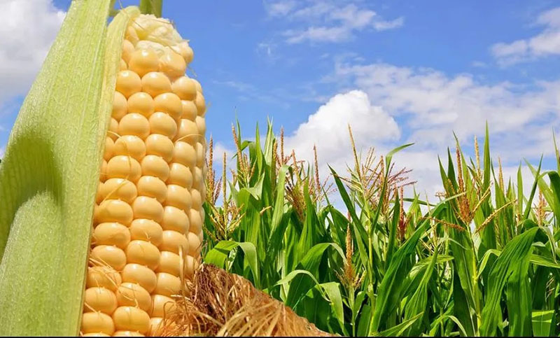 Por la sequía, la producción de maíz en la zona núcleo se redujo un 36%