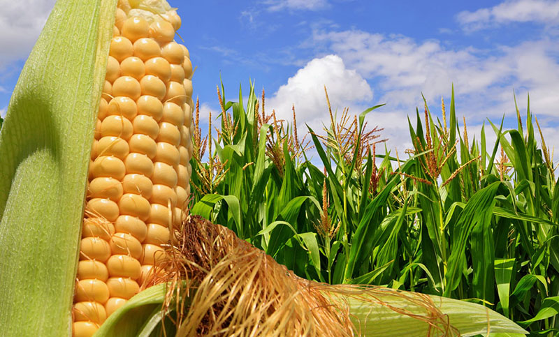 Por las recientes lluvias, mejoró la cosecha de maíz en el centro y norte de Santa Fe
