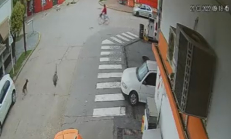 Un ñandú iba a gran velocidad y chocó a una ciclista