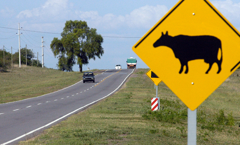 Piden que se respeten las velocidades máximas para evitar la muerte de animales en rutas