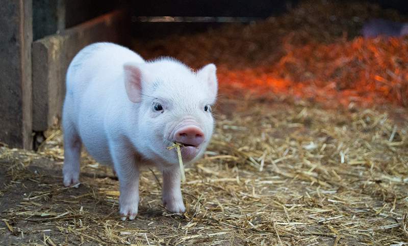 Cerdos mini pig: una mascota exótica que gana terreno en hogares argentinos 
