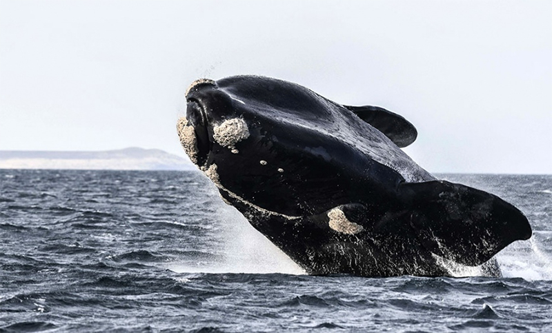 Avistaron las primeras ballenas de la temporada en cercanías de Península Valdés