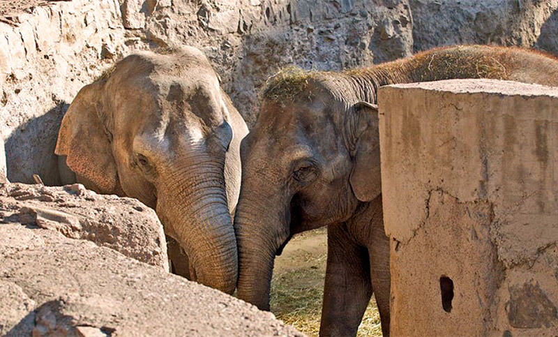 Piden «controles exhaustivos» antes de trasladar a dos elefantas de Mendoza a Brasil