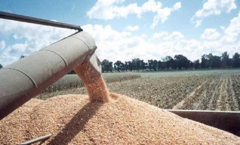 Continúa el alza de precios de los granos en el mercado internacional al ritmo de la guerra