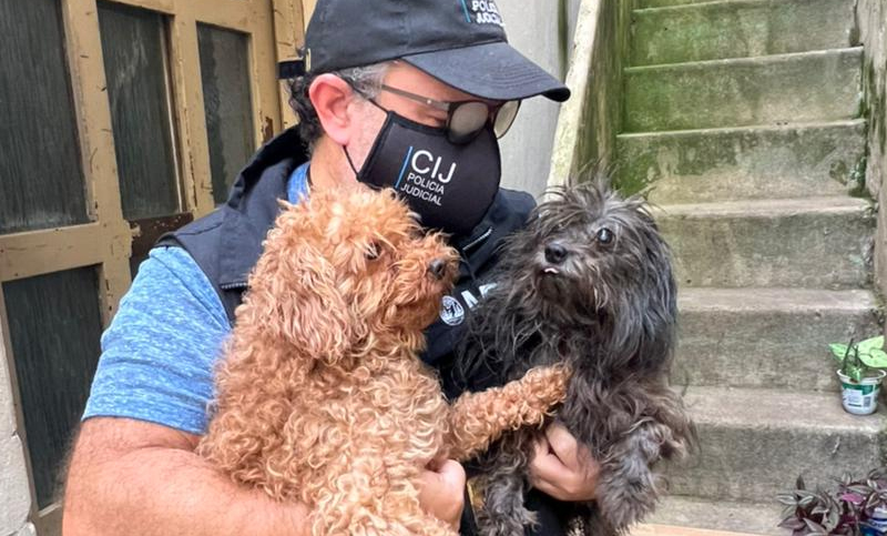 Rescataron a 14 perros en malas condiciones de una casa en Capital Federal