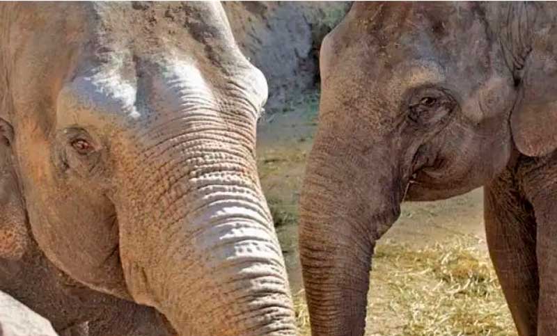 Dos elefantas serán trasladadas a un santuario en Brasil